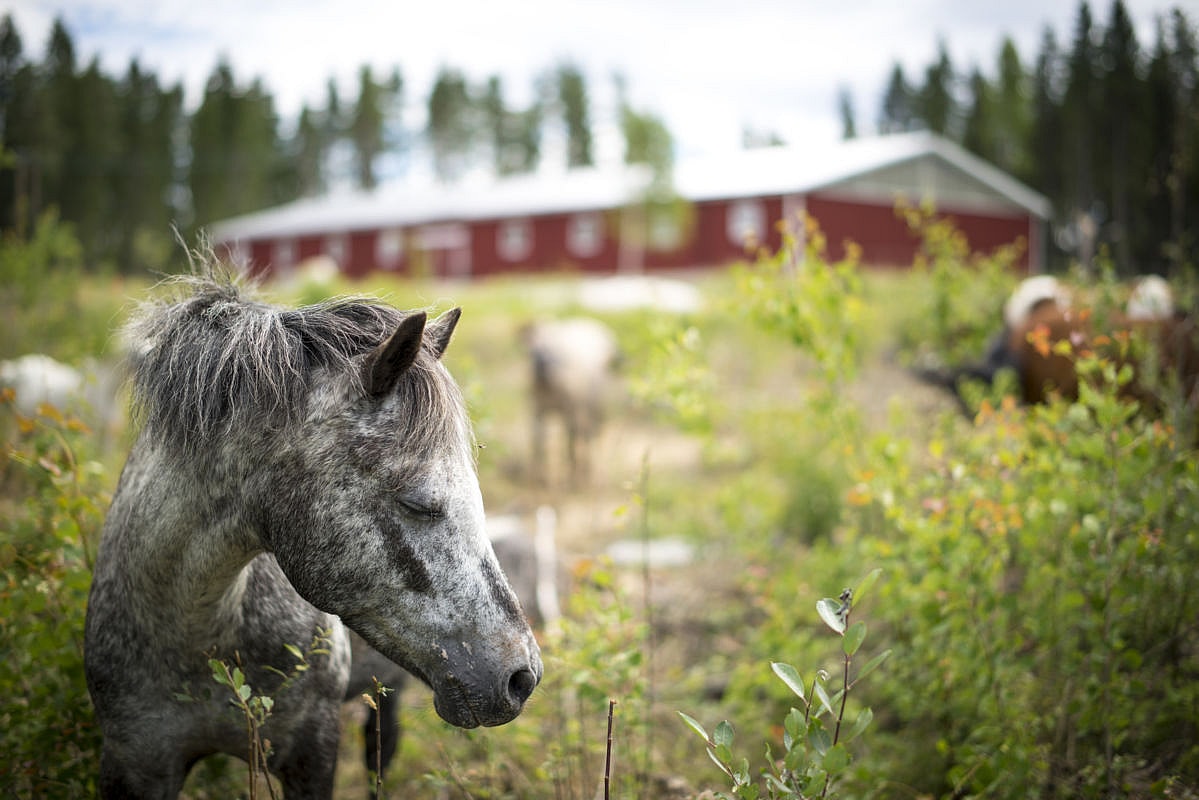 Ridhus, Askersund | BORGA