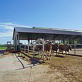 Djurstall, Töreboda | BORGA